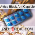 Africa Black Ant Capsule viagra1